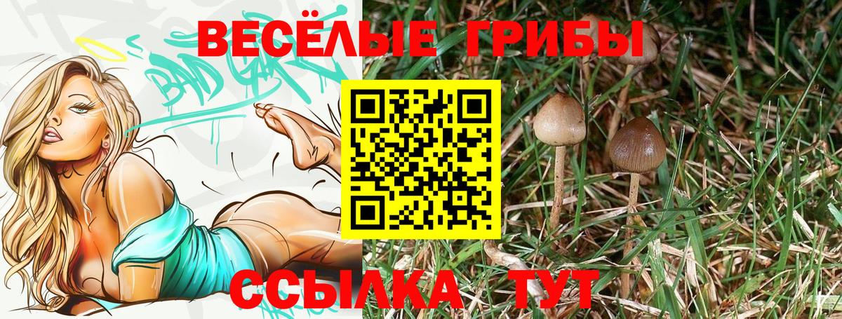 купить наркотики цена  Псилоцибиновые грибы ЛСД  Вход с VPN  Зерноград 